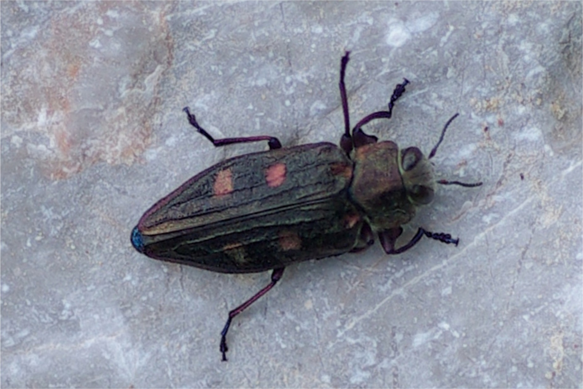 Chrysobothris chrysostigma