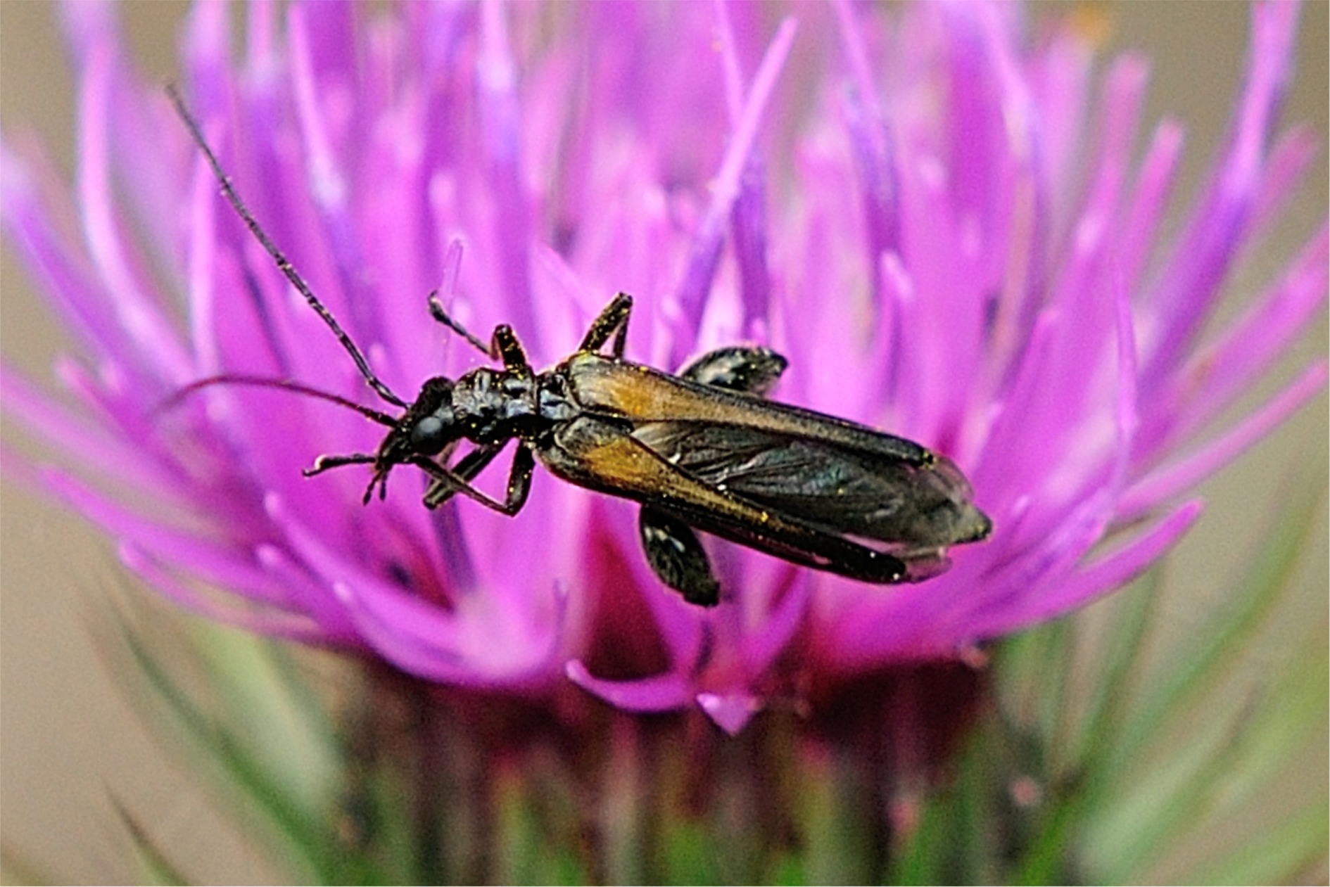 Oedemera pthysica