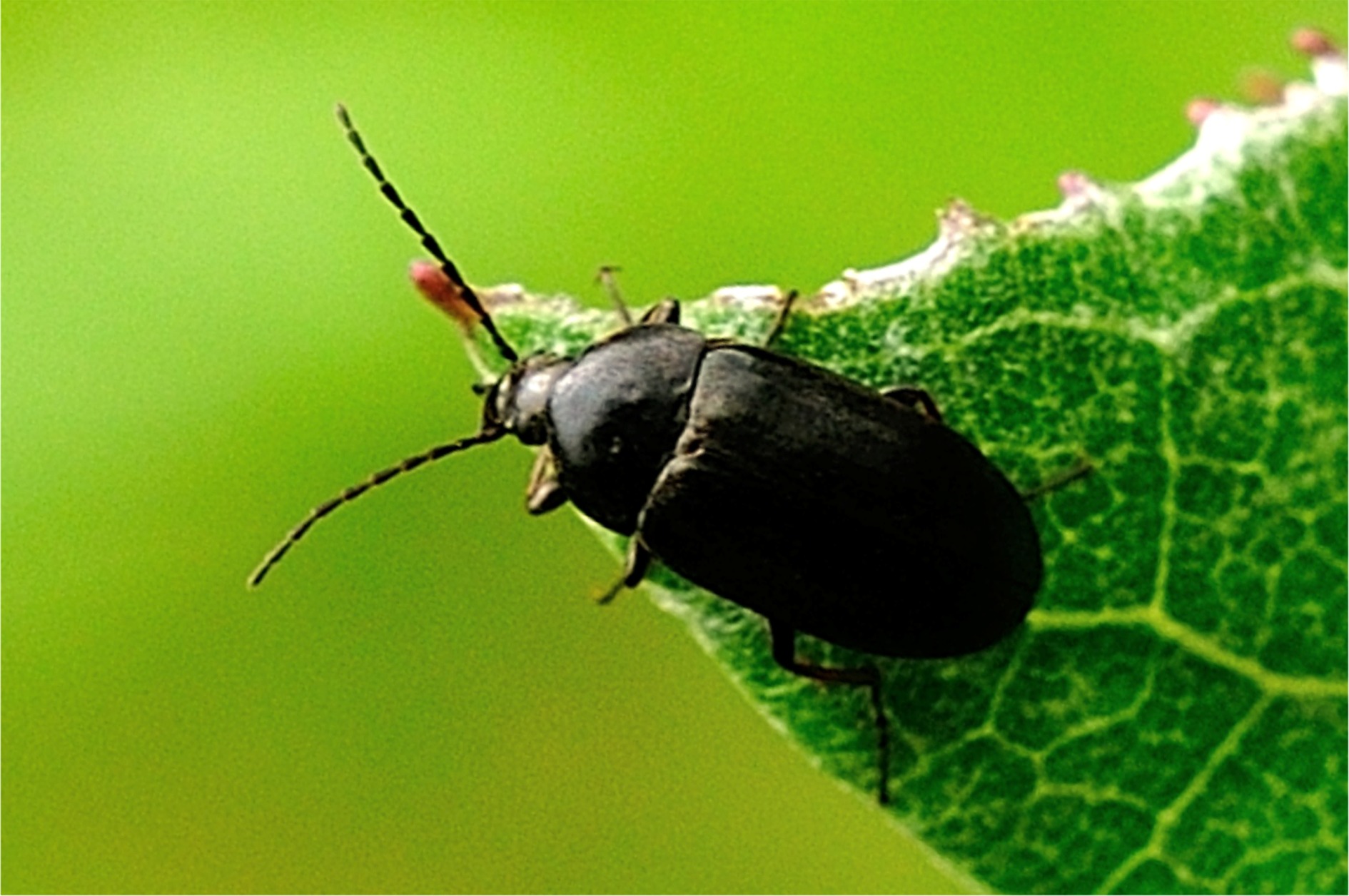 Hymenalia rufipes