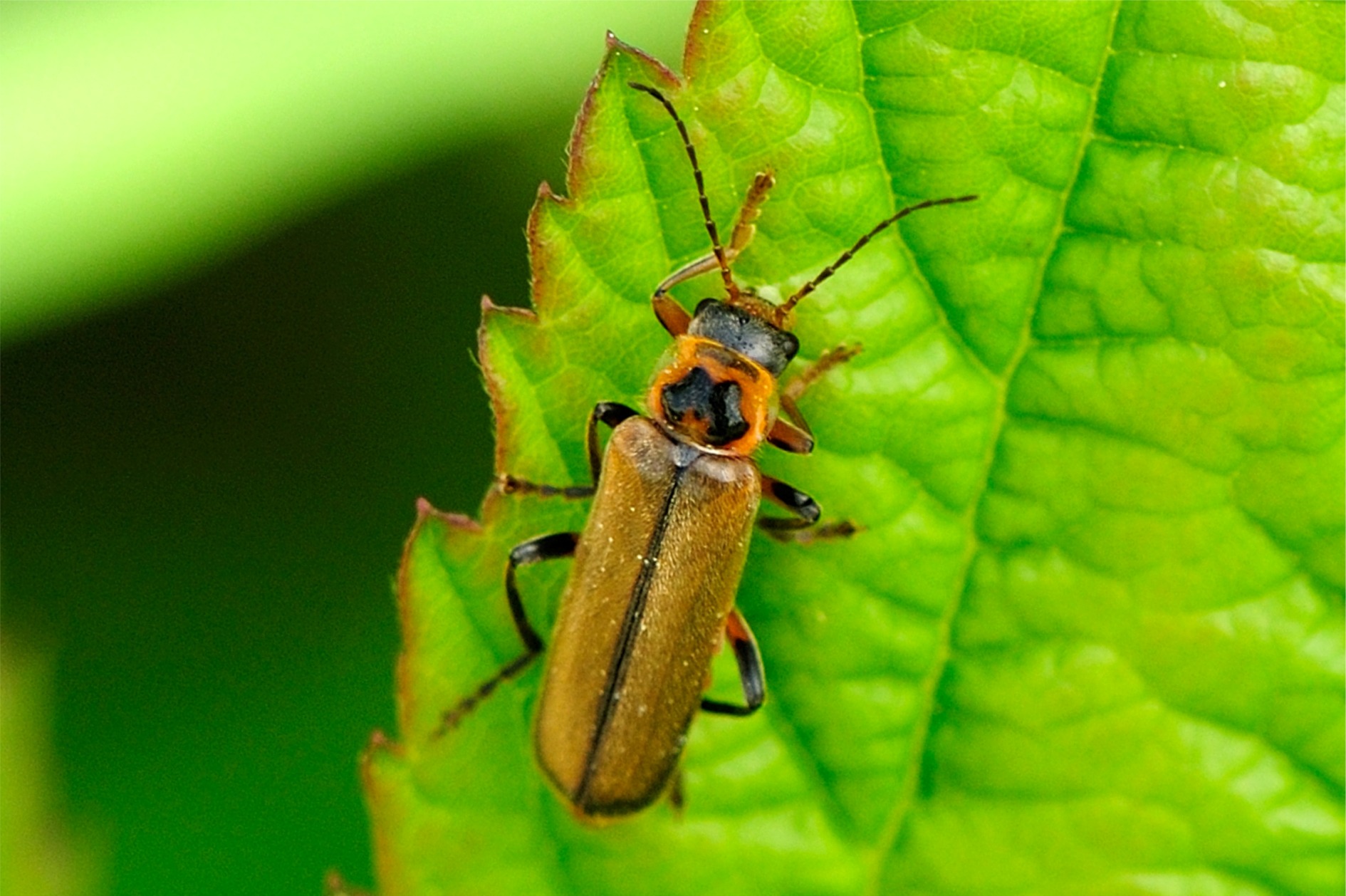 Cantharis sudetica