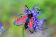 Zygaena purpuralis | minos
