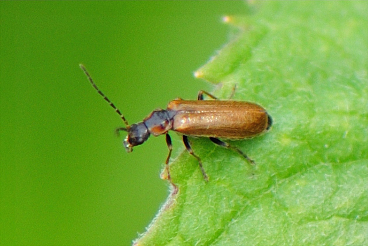 Rhagonycha limbata