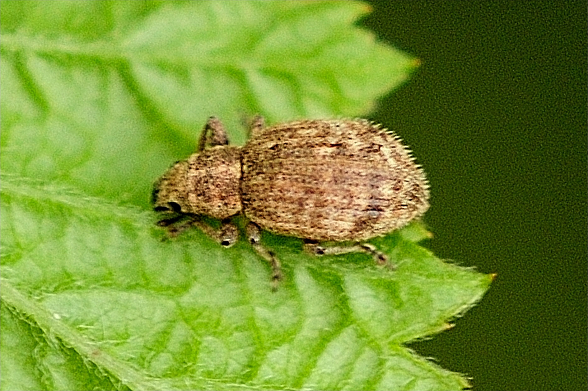 Sciaphilus asperatus