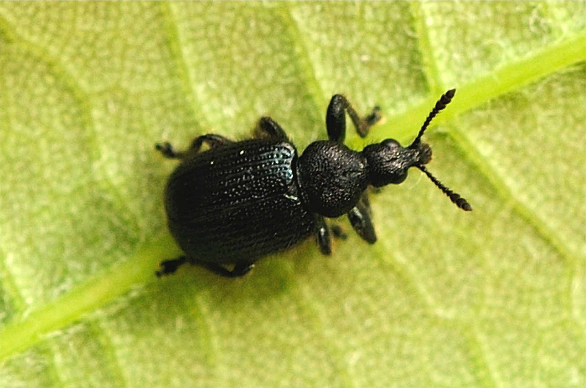 Chonostropheus tristis