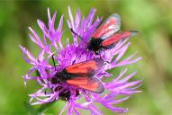 Zygaena purpuralis | minos