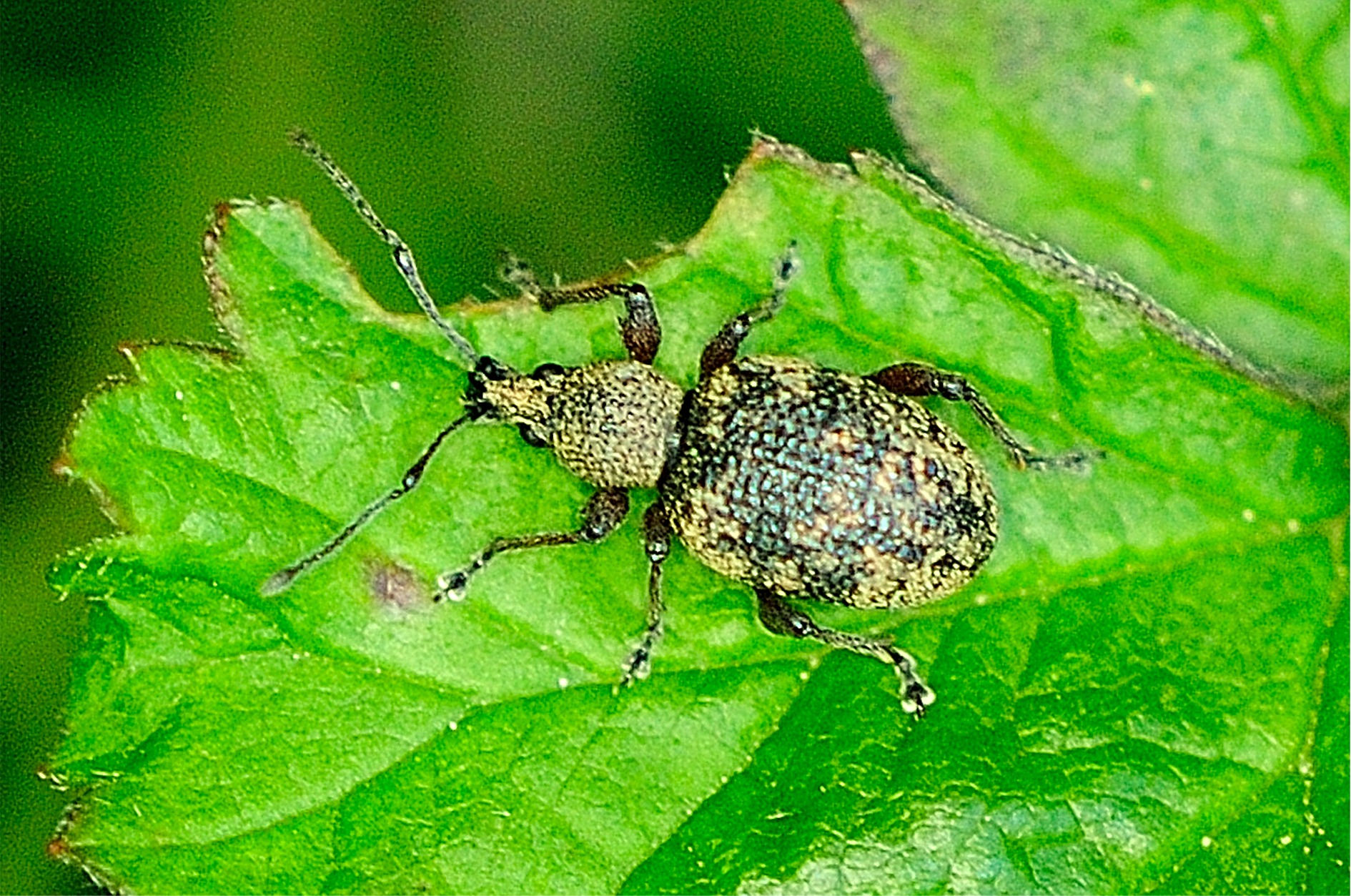 Otiorhynchus lepidopterus