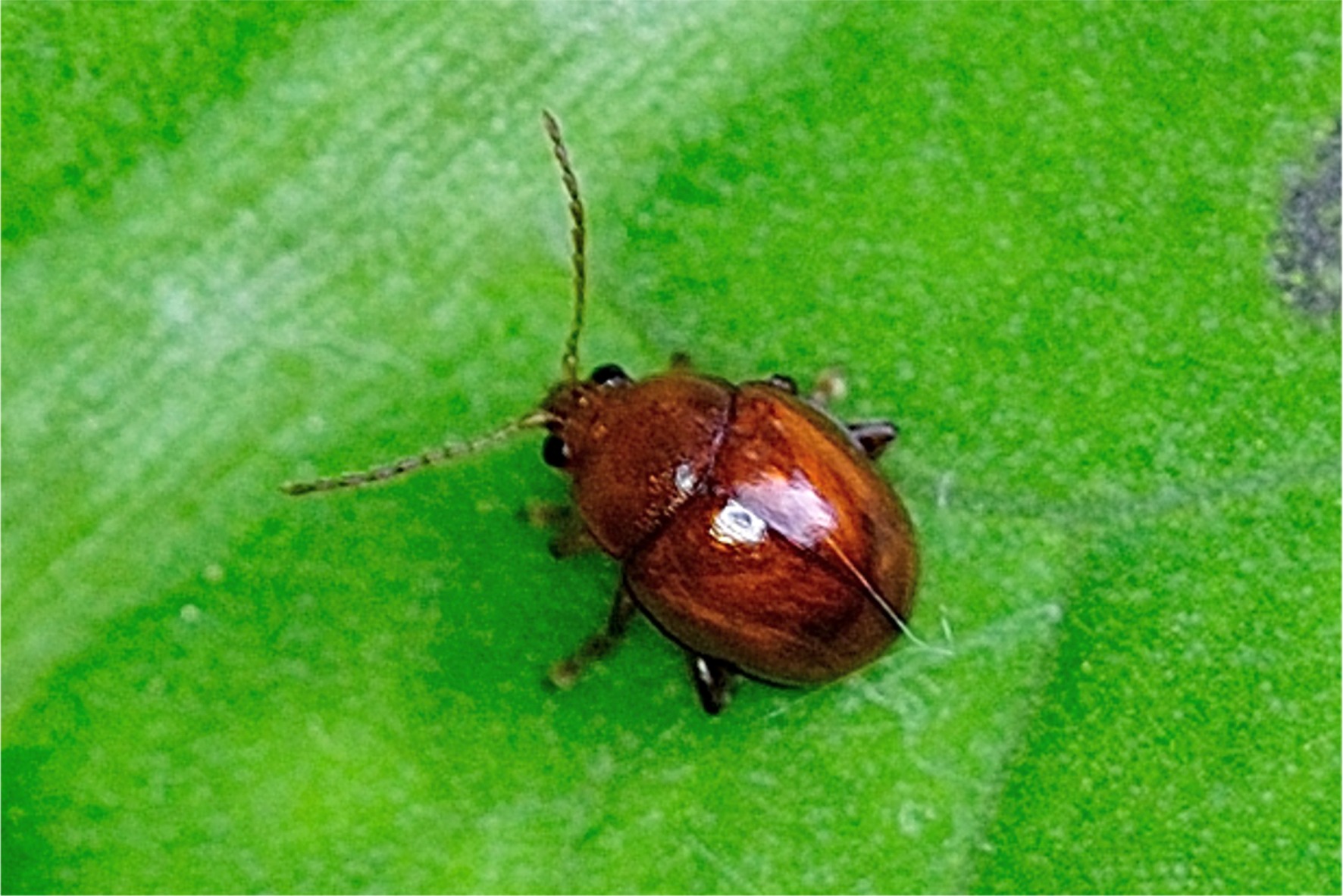 Sphaeroderma rubidum