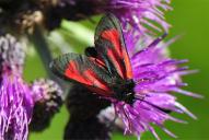 Zygaena purpuralis | minos