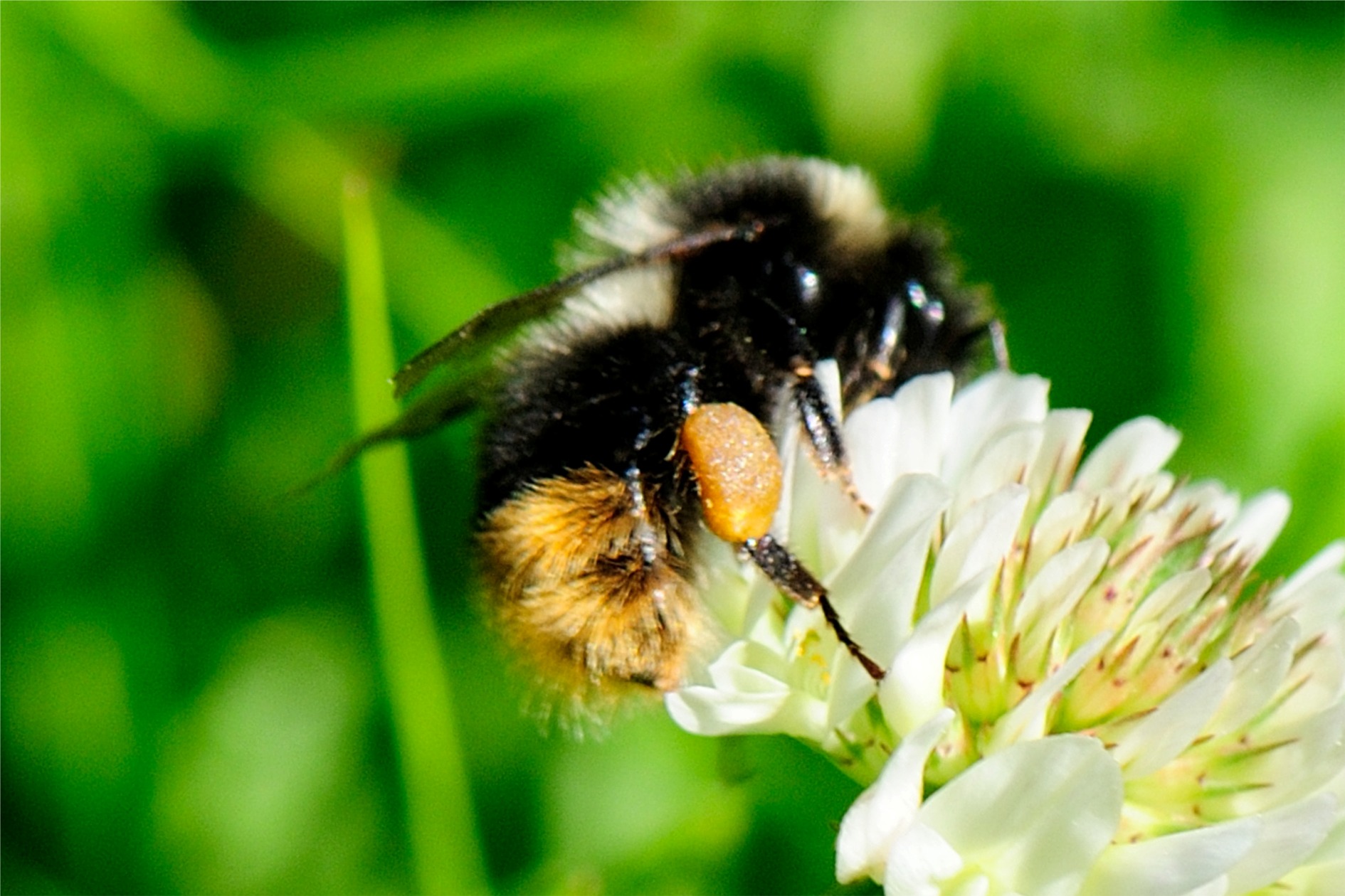 Bombus sichelii ssp. alticola