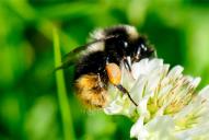 Bombus sichelii ssp. alticola