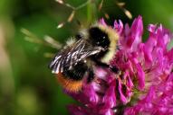 Bombus sichelii ssp. alticola