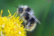 Bombus sichelii ssp. alticola
