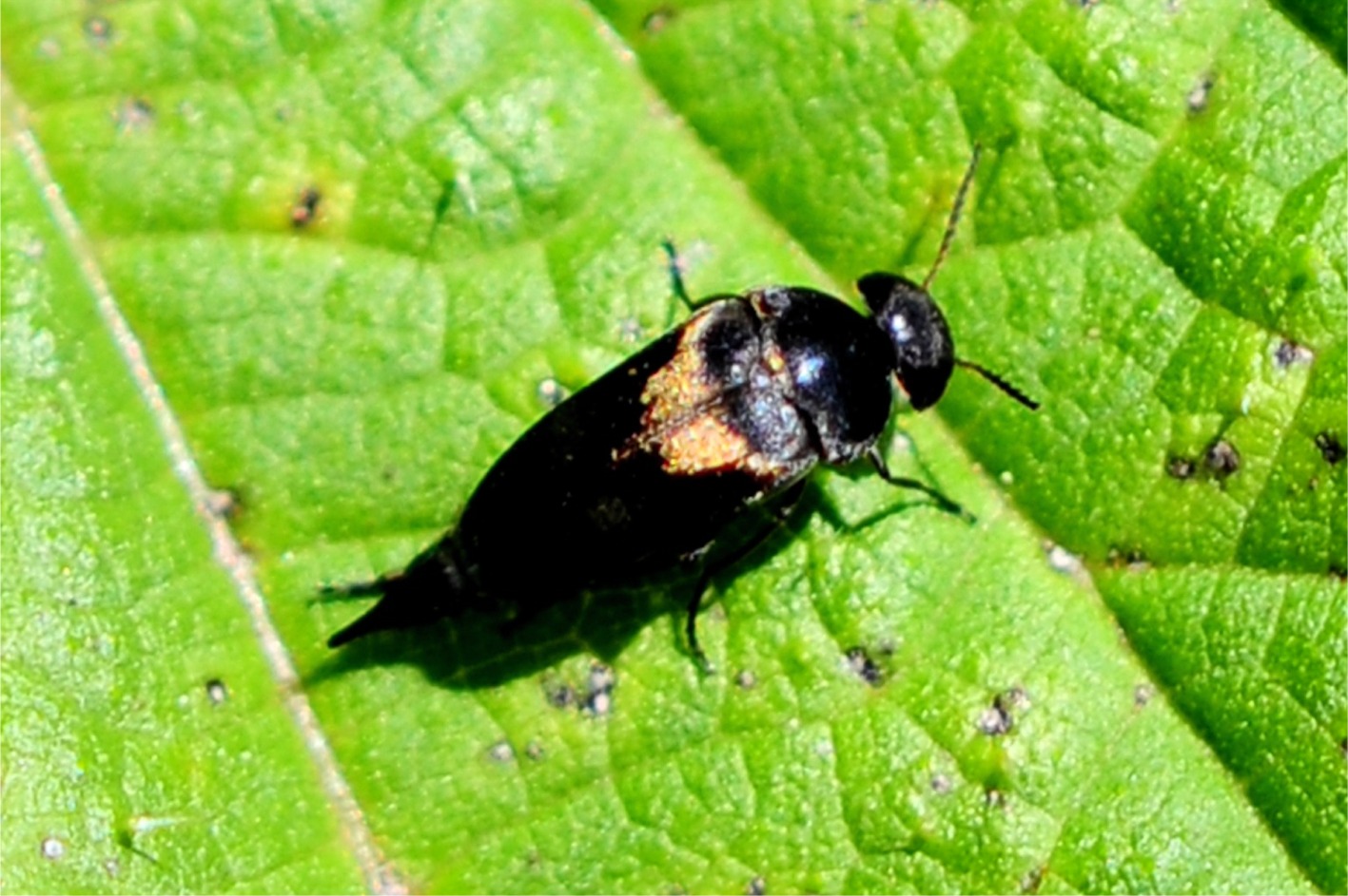 Variimorda villosa