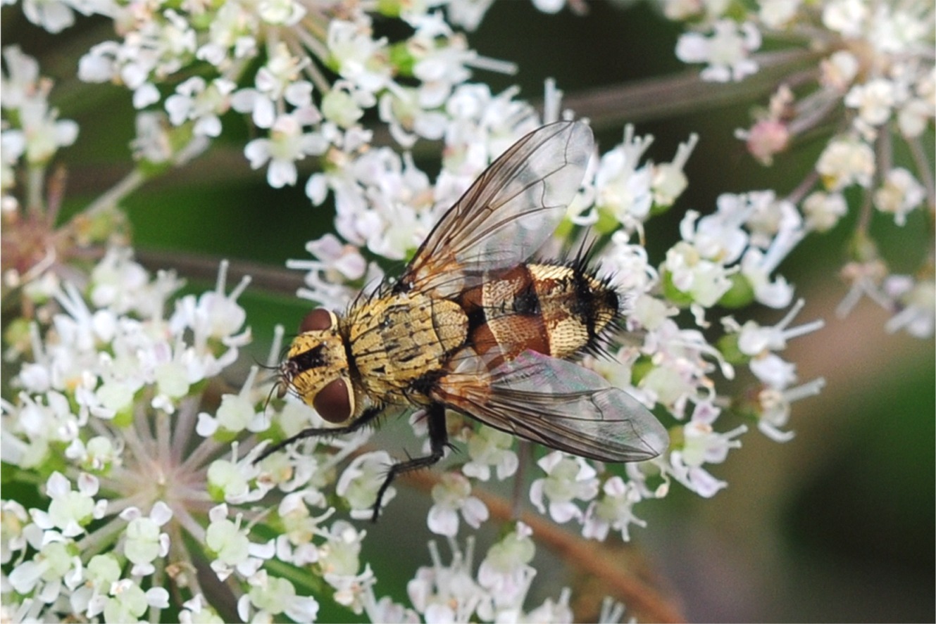 Frontina laeta