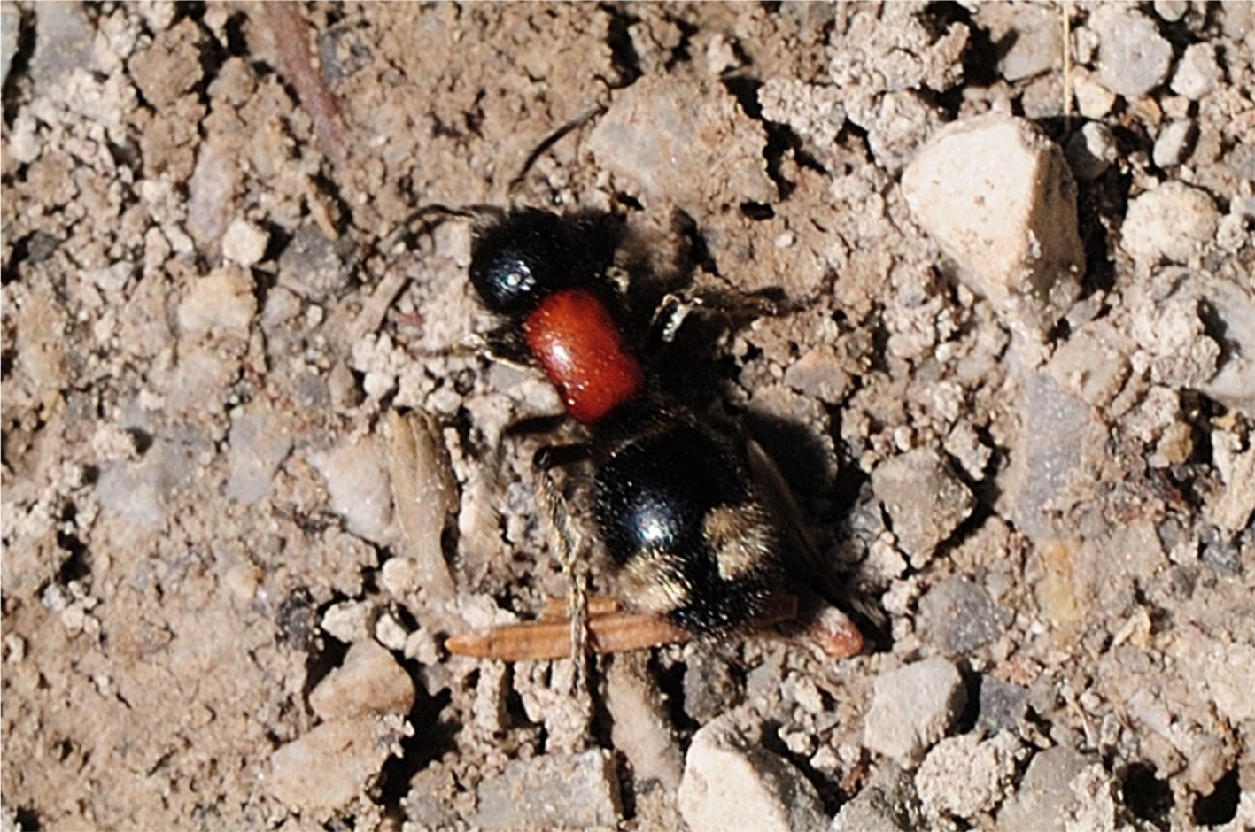 Mutilla marginata(♀)
