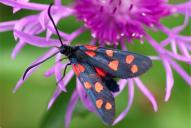 Zygaena filipendulae