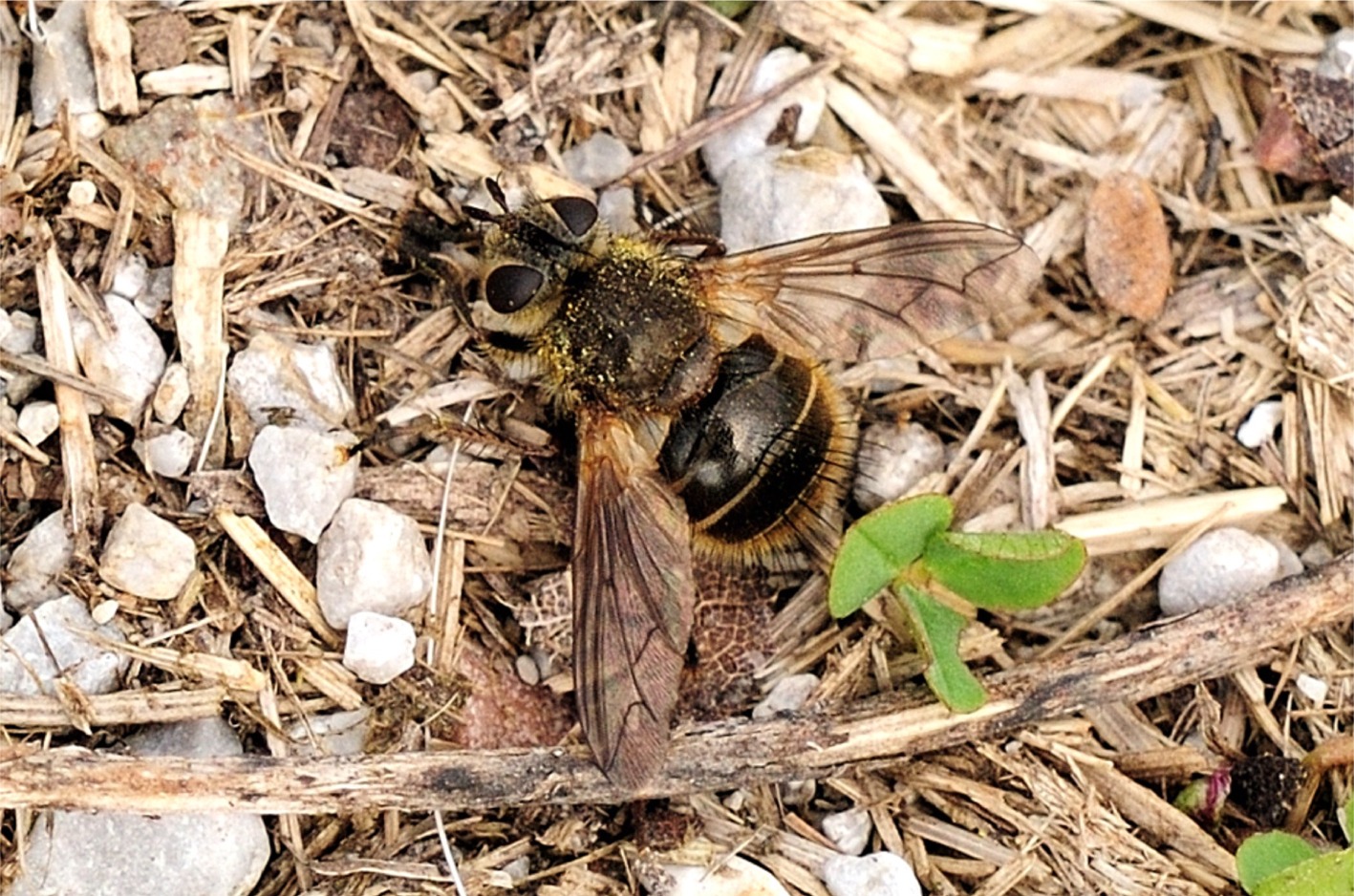 Tachina ursina