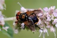 Phasia (Allophora) aurigera(♂)