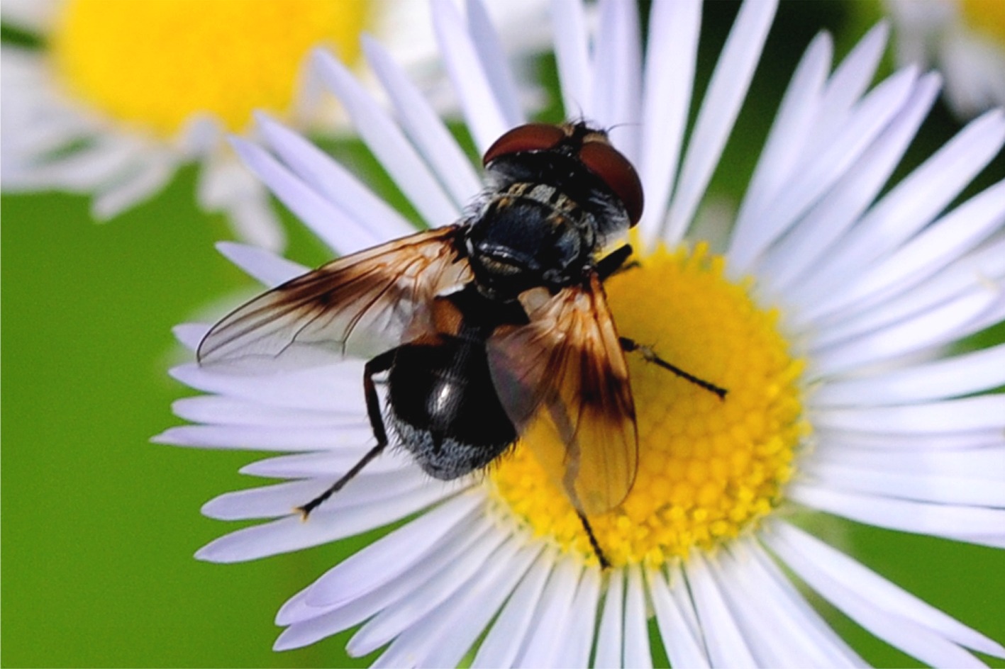 Ectophasia crassipennis / oblonga