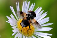 Ectophasia crassipennis / oblonga