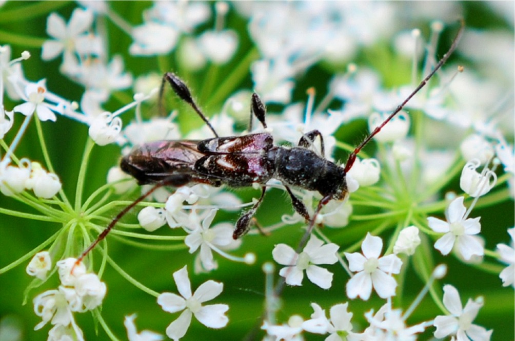 Molorchus minor