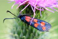 Zygaena filipendulae