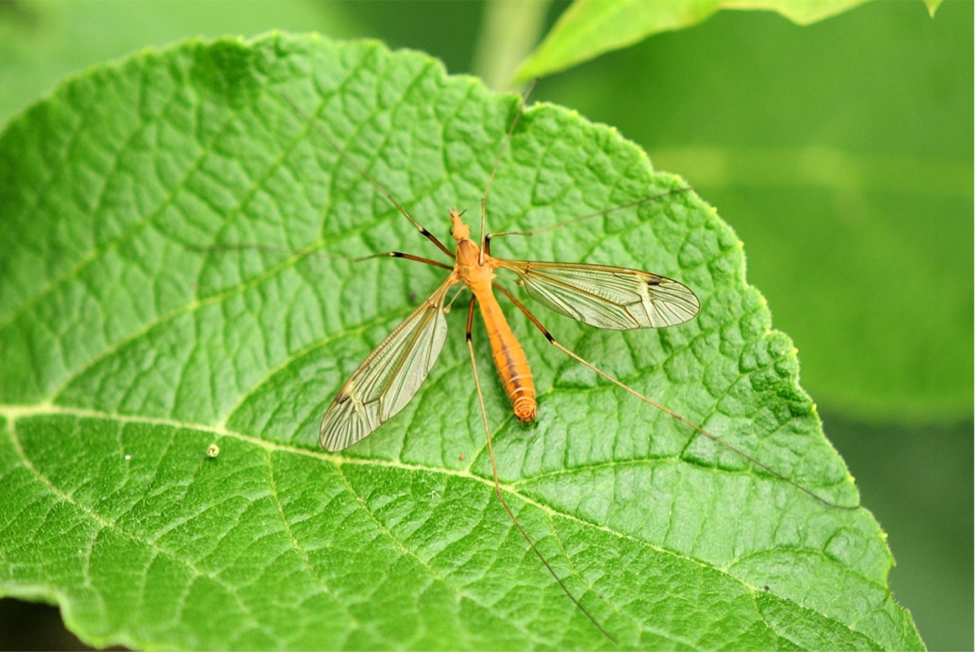 Tipula lunata