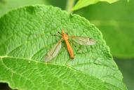 Tipula lunata