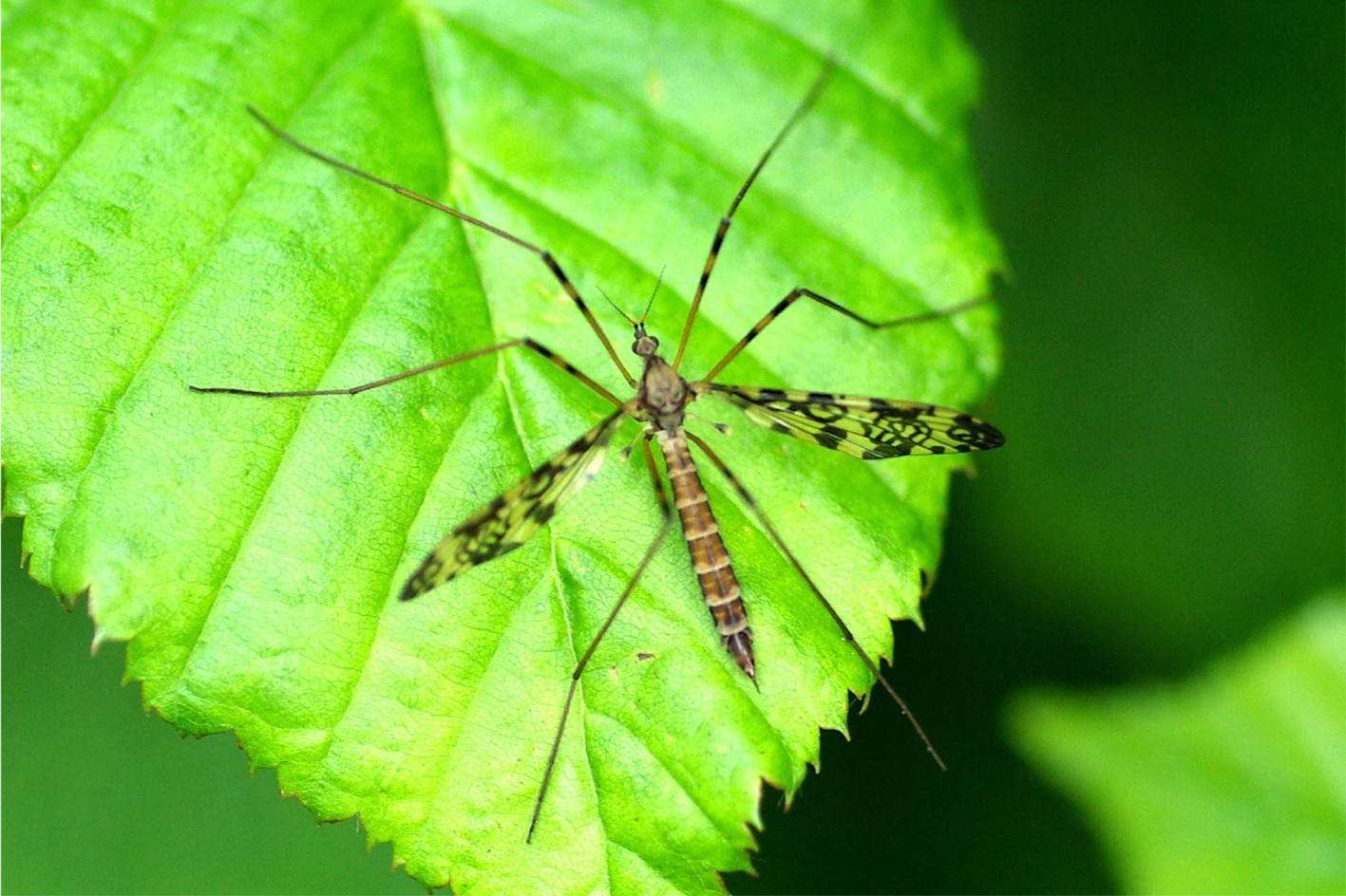 Epiphragma ocellaris