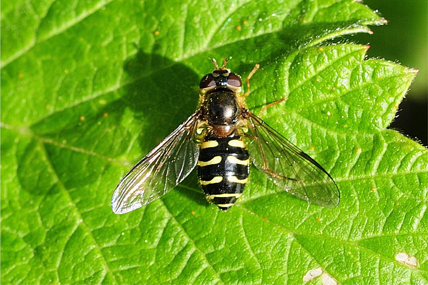 Dasysyrphus venustus