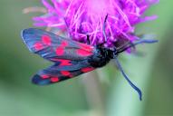 Zygaena filipendulae