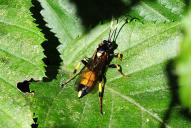 Ichneumon stramentor