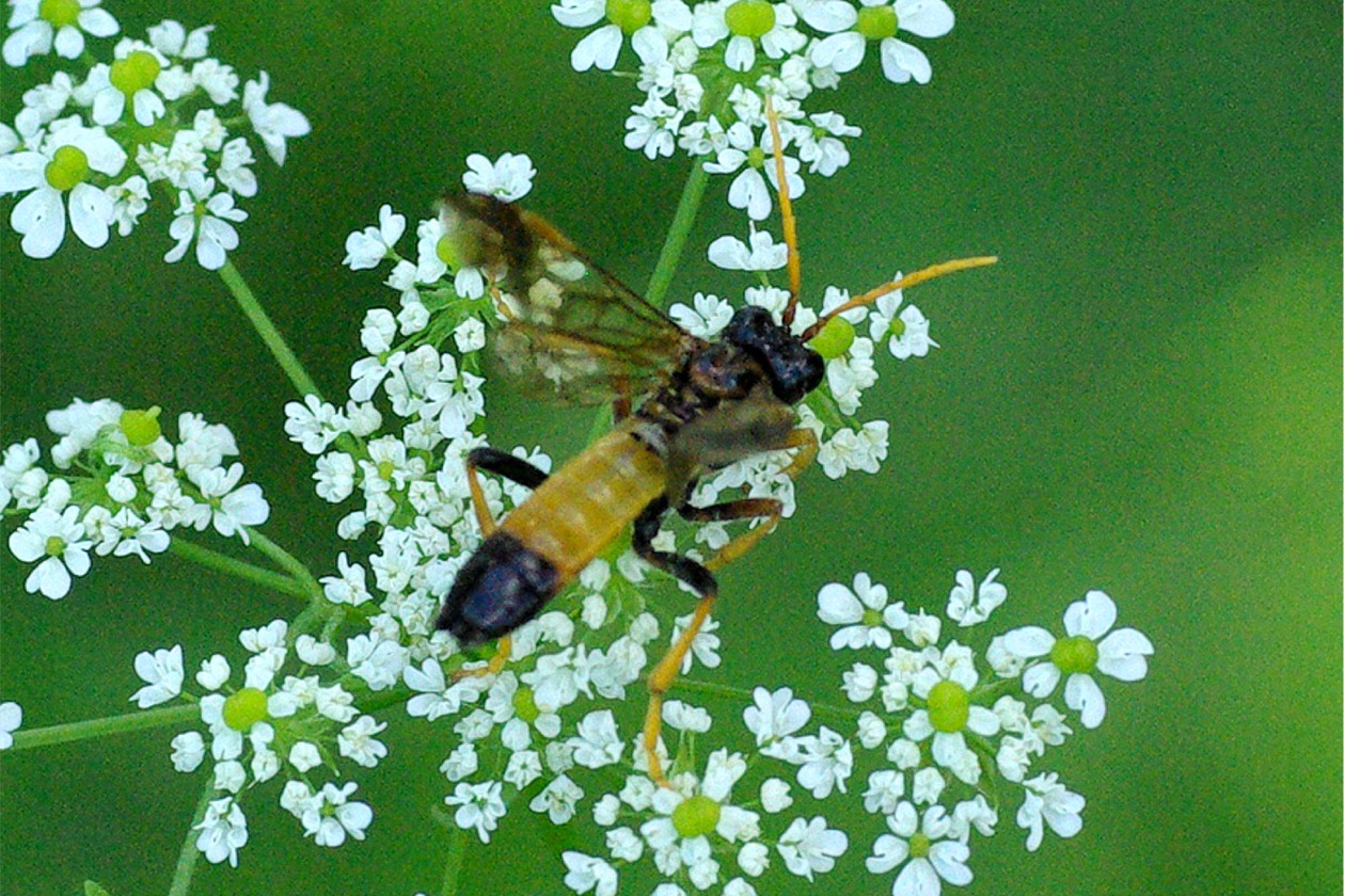 Tenthredo campestris