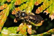 Halictus rubicundus