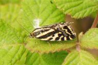 Acontia (Emmelia) trabealis