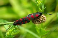 Zygaena filipendulae(Kopula)