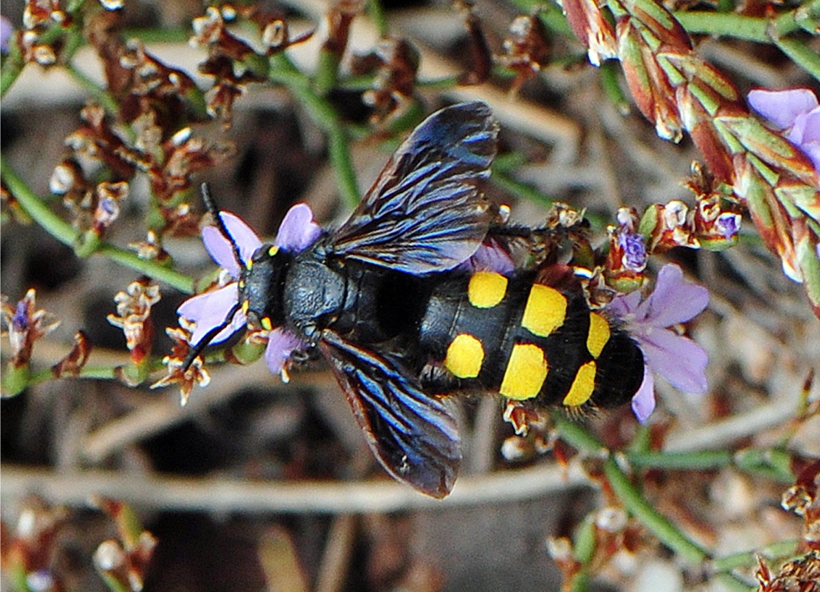 Colpa sexmaculata