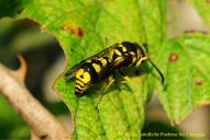 Eumenes mediterraneus