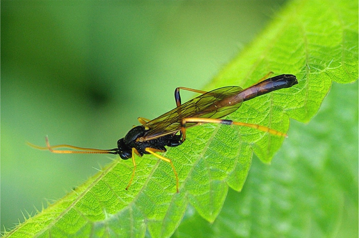 Therion circumflexum