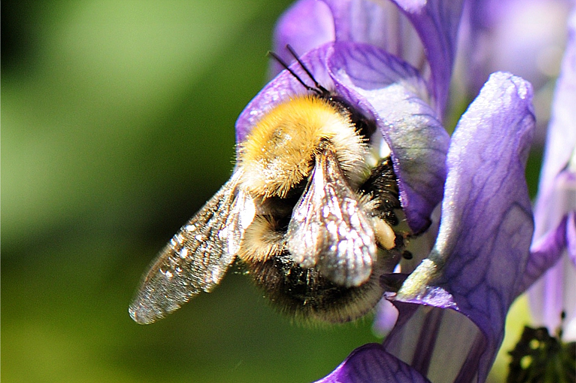 Bombus gerstaeckeri