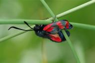 Zygaena filipendulae