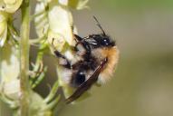 Bombus gerstaeckeri