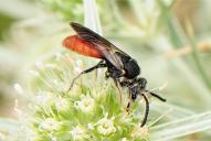 Sphecodes albilabris