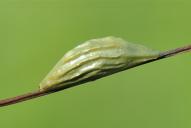Zygaena filipendulae(Kokon)