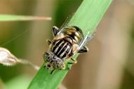 Eristalinus aeneus