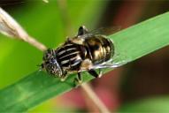 Eristalinus aeneus