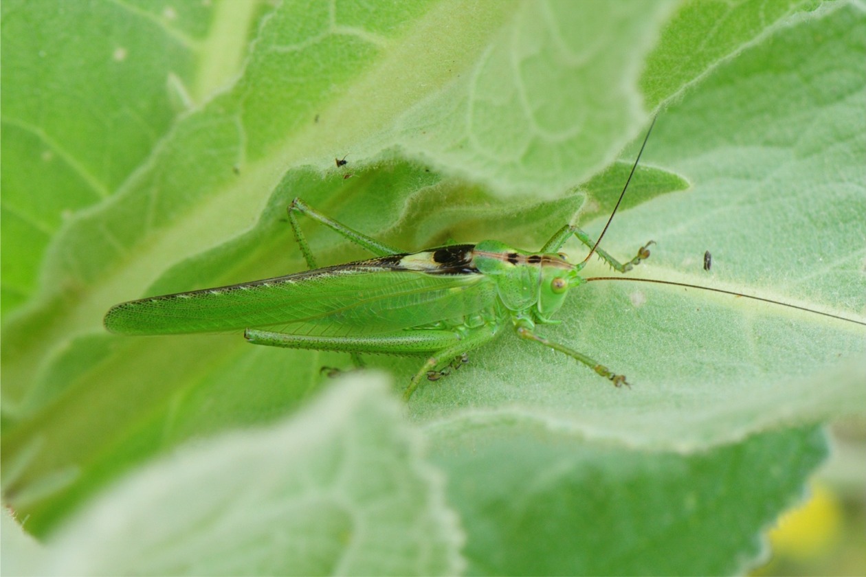 Tettigonia viridissima