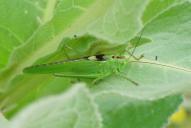 Tettigonia viridissima