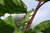 Tettigonia cantans