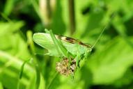 Tettigonia cantans